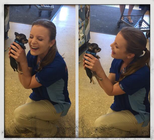 Sparrow143's tweet photo. The face you can't resist!! Why would you want to?! #inspiredbypets #ecpetm #tinychi http://t.co/pvWgrm3NXj