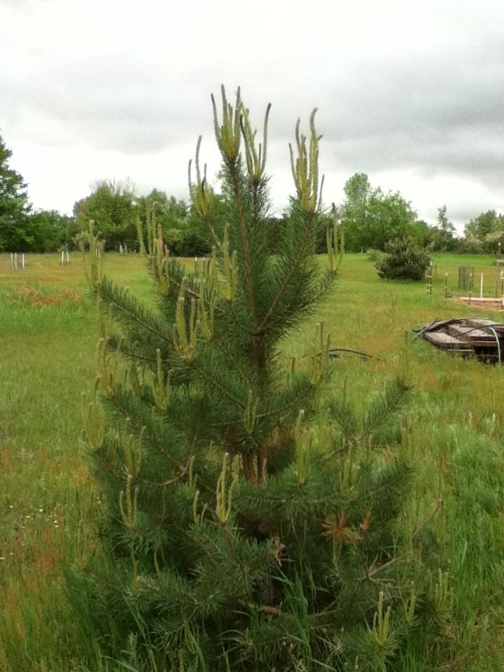 ChickenNamedDog's tweet image. Strong recovery from long winter goat grazing occurs with little evident damage #aChickenNamedDog #GoatFun