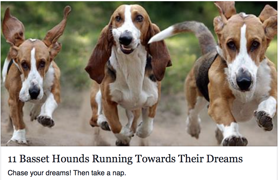 BouldersPetCare's tweet photo. Chase your dreams! Then take a nap. #thursdayfeeling #dogsoftwitter #boulderpetcare #basethounds #floppytongue http://t.co/aWHk8MU3qf