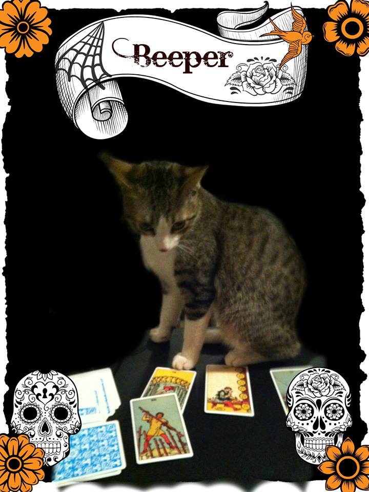 TarotAlimah's tweet image. Kitty Beeper drew #9ofCups #5ofWands #8ofPentacles: he'll get his treats, work for more &amp;amp; tussle w/ his sister!
