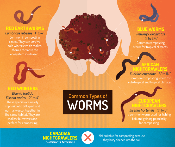 DaniNierenberg's tweet photo. Know your worms, know your dirt! #IYOS15 http://t.co/fQCJ8G9g2G