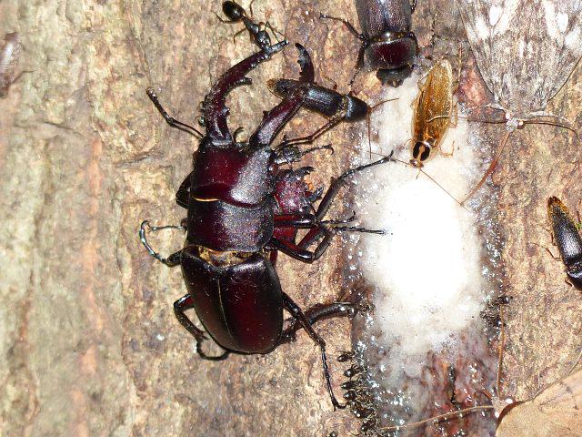 ノコギリクワガタのtwitterイラスト検索結果 古い順