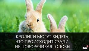 _Fast_Facts tweet picture