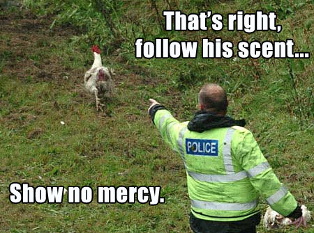 BaziltheBulldog's tweet photo. When you set your Security Chicken loose at Nkandla. #Nkandla #NkandlaReport #SecurityChicken http://t.co/knr5F5KBE3