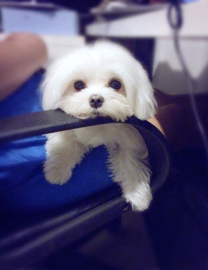 MISOPUP's tweet photo. Just waiting on you...http://t.co/Lf493uHmIq #PupSize #puppydogeyes #puppylove http://t.co/YfjlemU6un