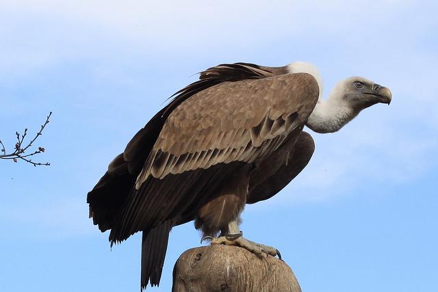 Pillar_Citizen's tweet photo. Seen circling the remains of Irish MSM
#siteserv #obrienvrte #vinb #not1pipe #vulture #redactthis #corrupt http://t.co/kkNCtm7Dsl