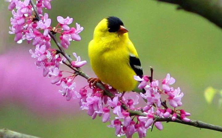 alaramay's tweet photo. #blird http://t.co/RVIRiydrGA