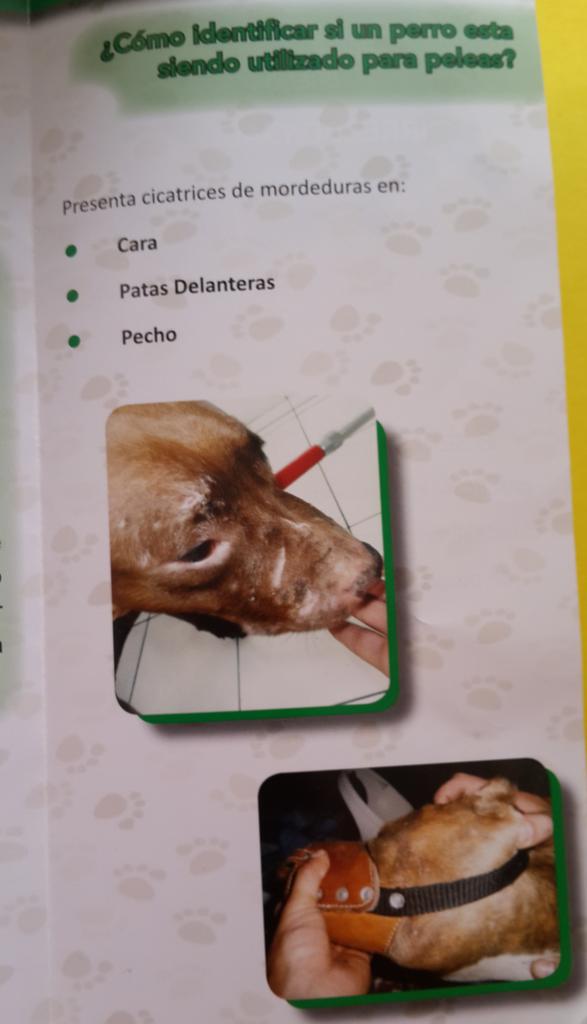 PBAnimal's tweet photo. Denuncia las peleas de perros.@AnimalesSienten @NoticieroAnimal @aletri31 @AnimaNaturalis @Abaconamor  @AnimalWebHk http://t.co/ROXNEOBMUb