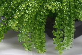 Nama, the delicious nutritious seaweed smoothie on the menu 2day