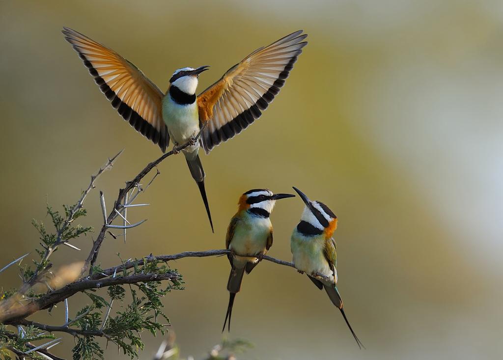 Animals NatGeo tweet media