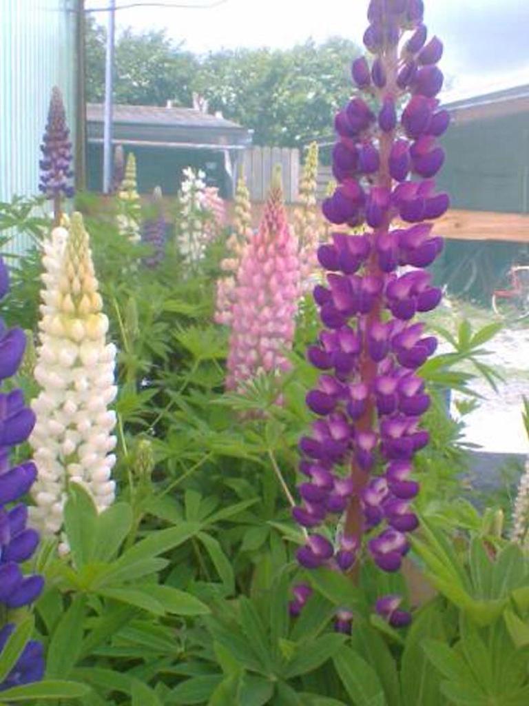 brid carter tweet media