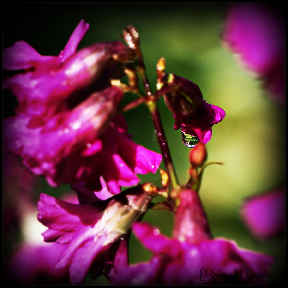 aliencoder's tweet image. And more Garden Flowers cyberphoto.wordpress.com/2015/05/28/and…