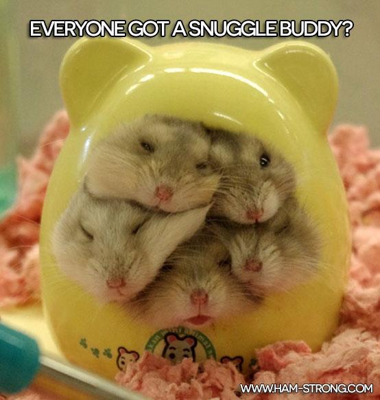 HAM_STRONG's tweet photo. Everybody got a #snuggle #buddy?
#cosy #snugglefriends #hug #adorbs #cute #heartmelt #hamster #animalrights #loveit http://t.co/qu8FzHvmx7