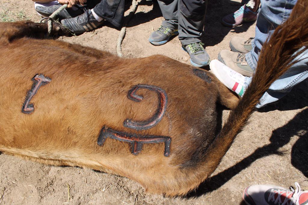 A principios de Mayo herramos 23 becerr@s de la camada del 5