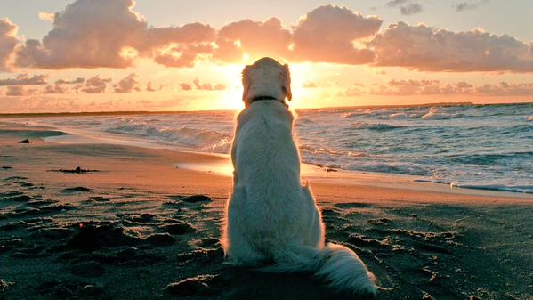 mar_de_sirena's tweet photo. @LoungeAvenue @bruuma @LopezyValiente @Albinacotza @NUN_YA_BZNZ
❤#TribeOfGirlS❤#DogDay❤#WELovE❤#Dog❤
#WERespecTLife❤ http://t.co/EgmRUrNE33