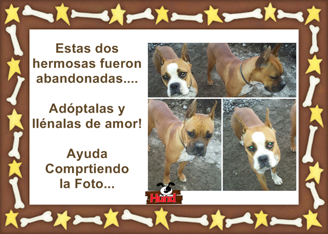 Hund_Mx's tweet photo. Por favor ayúdanos compartiendo la foto! Estas dos guapas tienen que encontrar una buena casa! Mil Gracias http://t.co/Y79huESYJk
