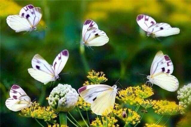 lifestylings's tweet photo. If U R #joyful U R #successful. @tomalpat #JoyTrain #LifeStylings http://t.co/0Jg2DQLjTB