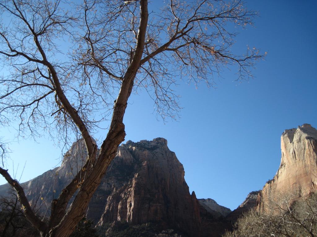 OfficialAnimalX's tweet photo. #TBThursday #Zion #Nationalpark  on our way back from a #Vegas  appearance in Dec #2006 #tree http://t.co/gd8NdEjcJN