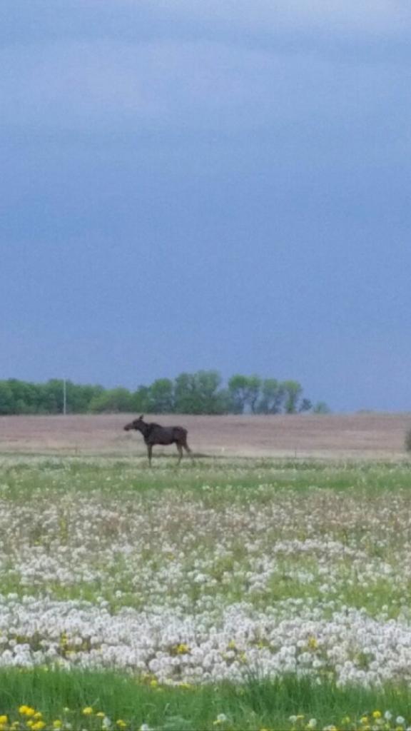 J_Chappel's tweet photo. @306Roofer @J_Istace  20yrds north of my house I need grass fed meat!! http://t.co/4dqeffWRbR