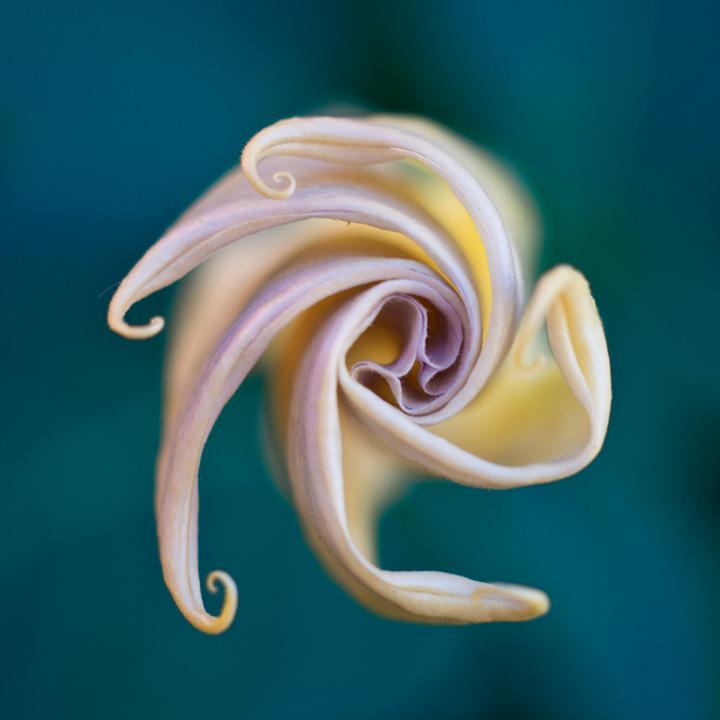 DownsJerry's tweet photo. Some sort of trumpet flower, at dusk, preparing to sleep for the night. http://t.co/80HKzr710w