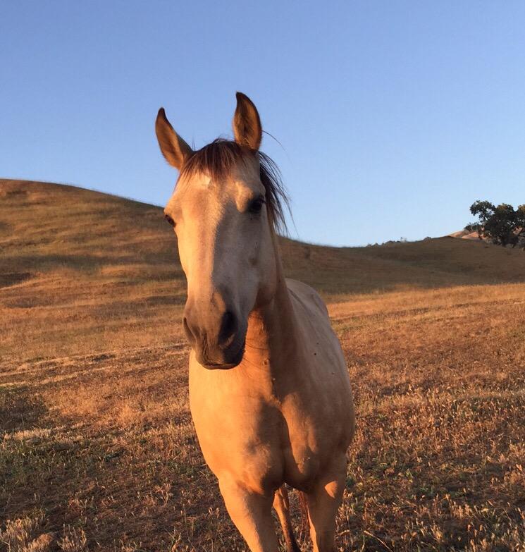Oak_Ridge_Angus's tweet photo. We might be all about #cattle but we love our #horses too! #quarterhorse #sunset #oakridgeangus #ranchlife http://t.co/MBpnpCsnjc