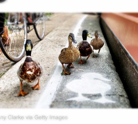 Walking lanes for ducks in England. 🐥 m.huffpost.com/us/entry/73694…