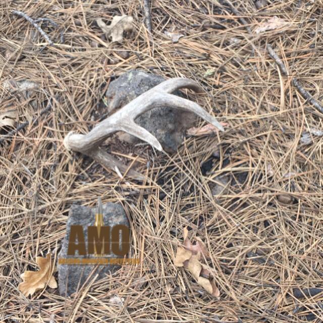AMOufitters's tweet photo. Love finding the couse deer sheds!! http://t.co/qy1DRjoqs6