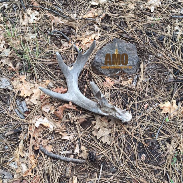 AMOufitters's tweet photo. We're on a couse deer roll!! http://t.co/IrwqPvjuO0