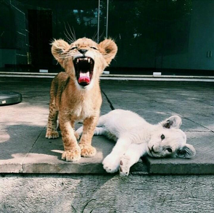 struggleslice's tweet photo. Cute shit got me catching http://t.co/ZrZH12IXyb