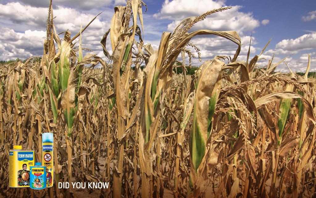“Loss caused by #termite action on crops in India is estimated to be over 350 crores annually.” - Prof. Humayun Kabir http://t.co/DJXdek4Dwl