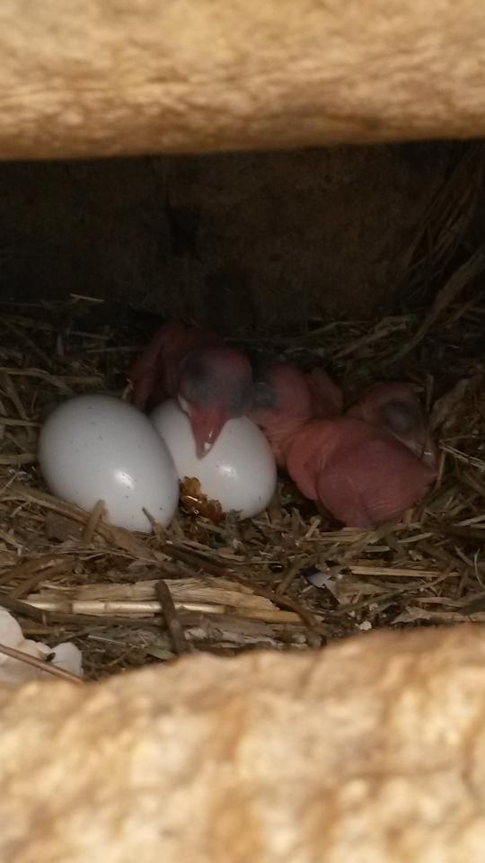 Ewing_birds's tweet image. Some of the first Roller chicks of the year, both still with their egg tooth #rollerresearch #uglyandpink