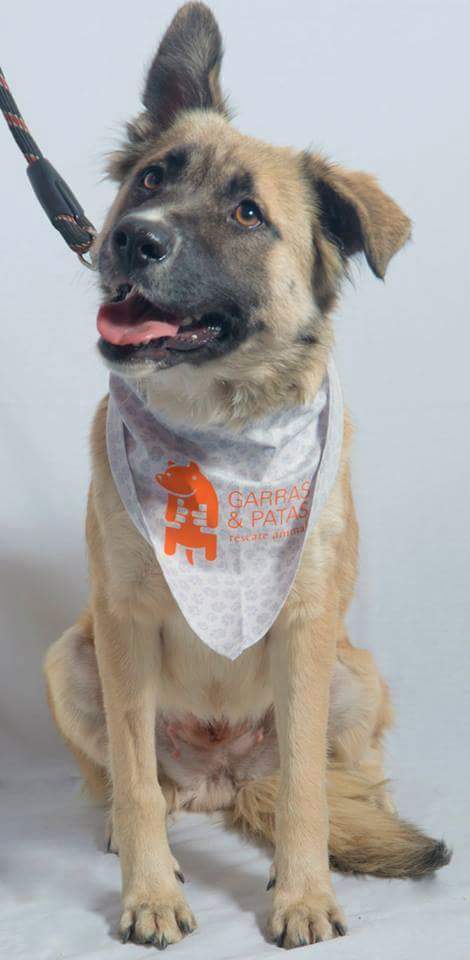 F_GarrasyPatas's tweet photo. RT CLEO perrita mezcla pastor belga malinois mediana 1 año, esterilizada muy amorosa. Cata +56952087055 solo whatsapp http://t.co/Q3nLy1FV2D