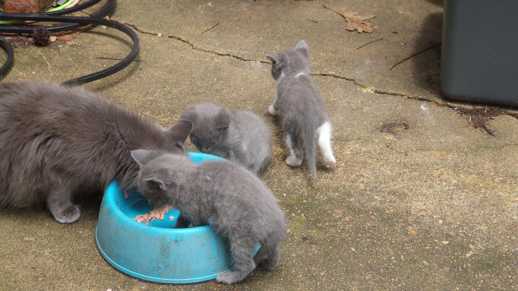 tlnuckles's tweet image. 