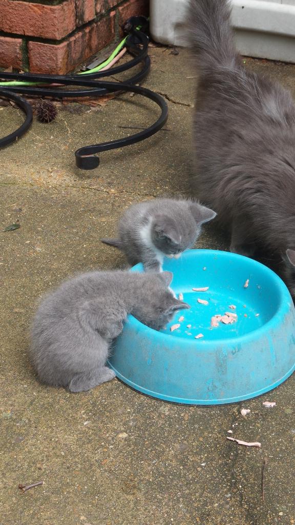 tlnuckles's tweet image. 