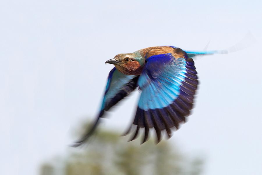 Animals NatGeo tweet media