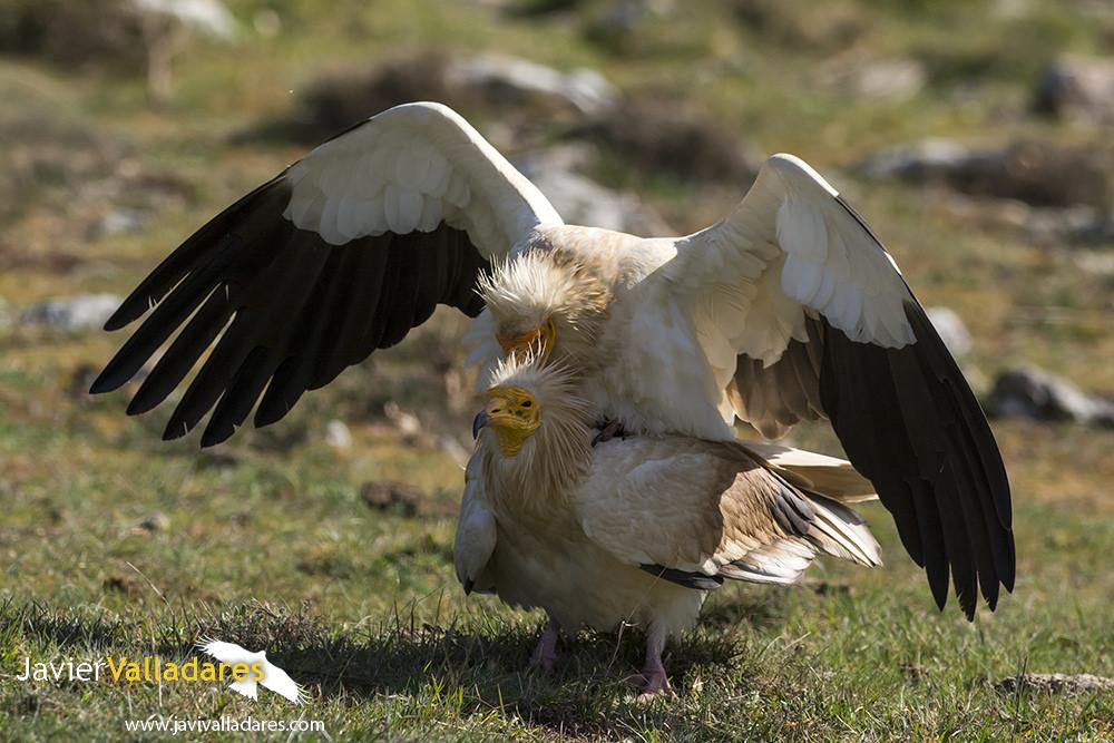 Animals NatGeo tweet media
