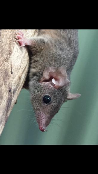 drrobbiewilson's tweet image. Say hello to #Beyoncé our very inquisitive and fast female #antechinus. #conservation #mammal #wildlife #australia