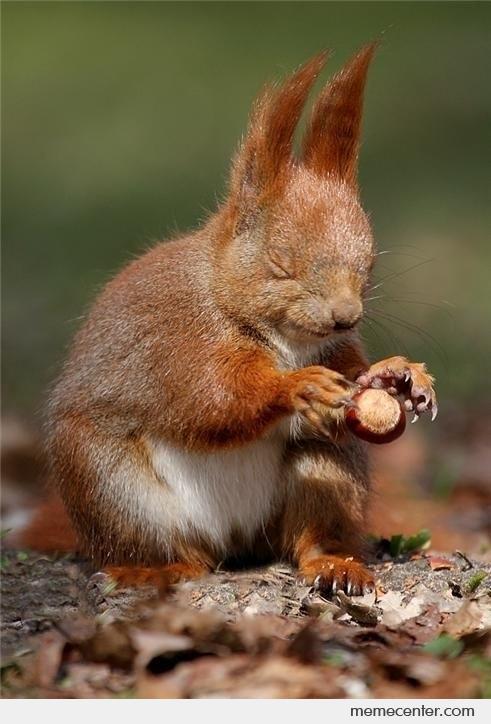 Squirrel Pics (@squirrel_pix) on Twitter photo 