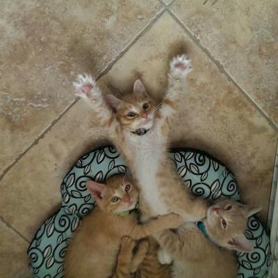 SoCuteKittens's tweet image. look at ME!!!!