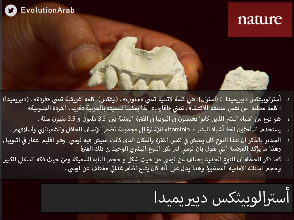 EvolutionArab's tweet photo. أسترالوبيثكس دييريميدا : النوع الجديد المكتشف قبل يومين التفاصيل تجدونها هنا #نظرية_التطور http://t.co/nrWTdFwQ9E