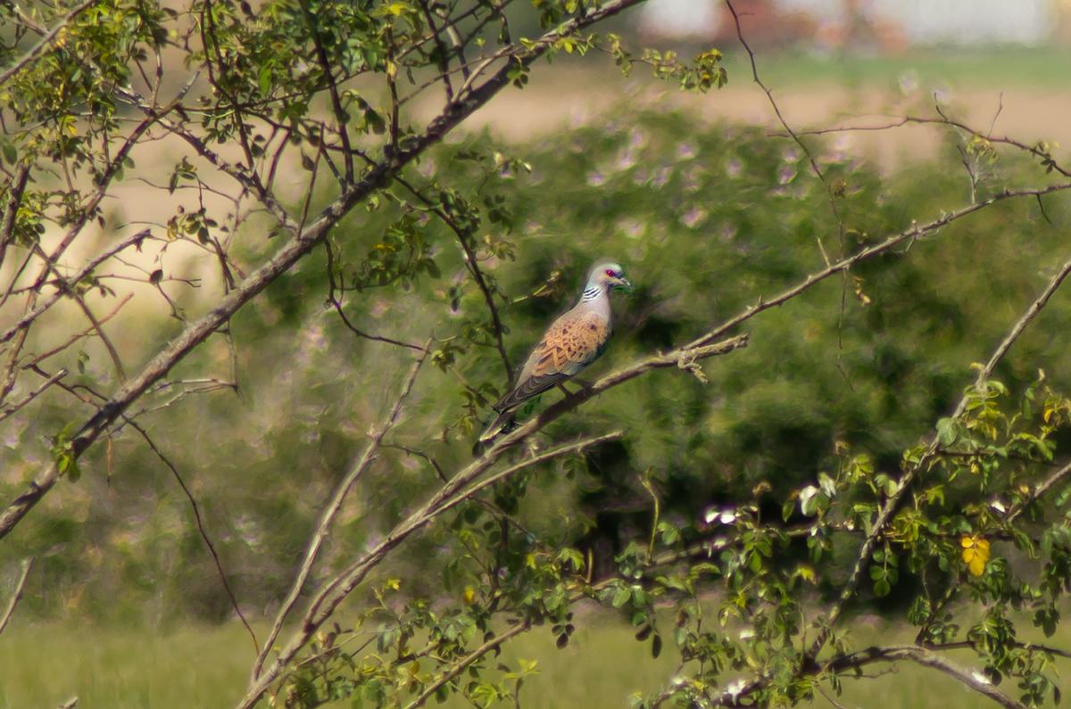 Tórtola, cada vez mas difícil de ver.