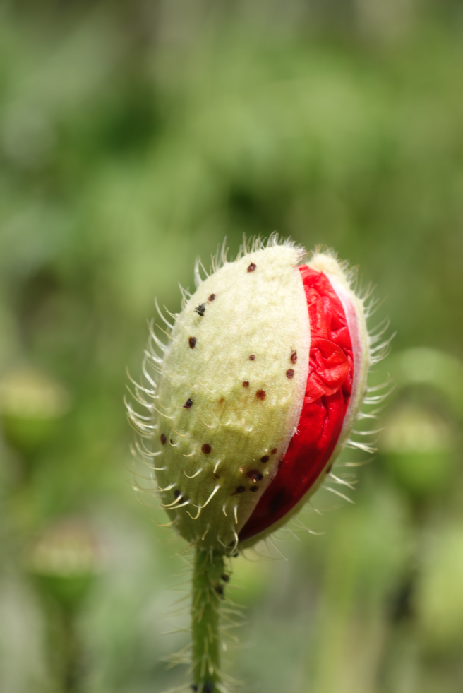 combemorelSVT's tweet photo. De la fleur au fruit chez le Grand Coquelicot, Papaver rhoeas, Papavéracées #botanique #svt http://t.co/3Tx82qYUxH