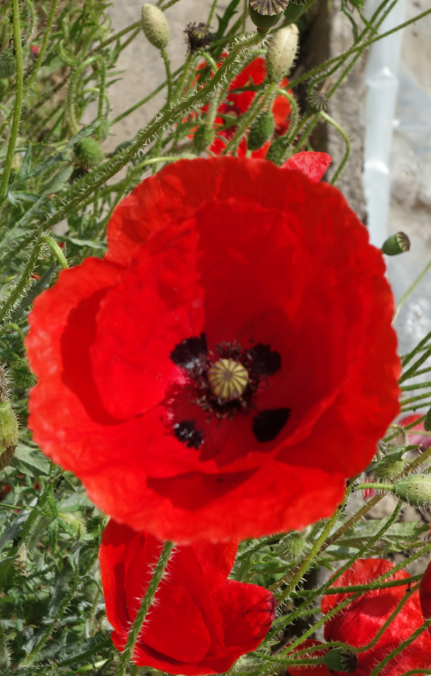 combemorelSVT's tweet photo. De la fleur au fruit chez le Grand Coquelicot, Papaver rhoeas, Papavéracées #botanique #svt http://t.co/3Tx82qYUxH
