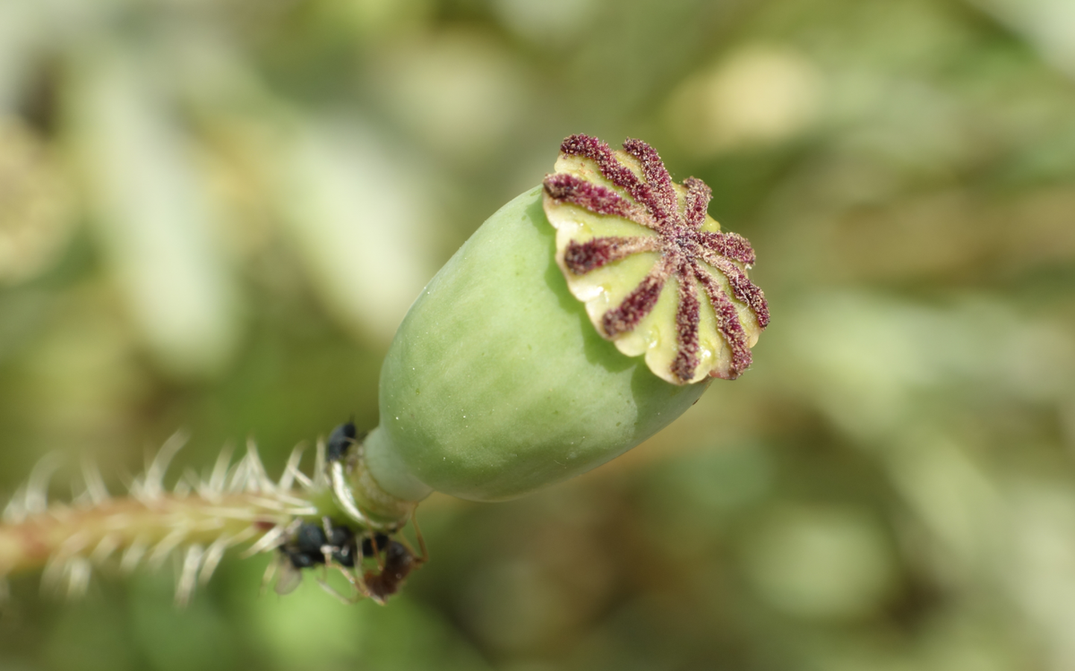 combemorelSVT's tweet photo. De la fleur au fruit chez le Grand Coquelicot, Papaver rhoeas, Papavéracées #botanique #svt http://t.co/3Tx82qYUxH