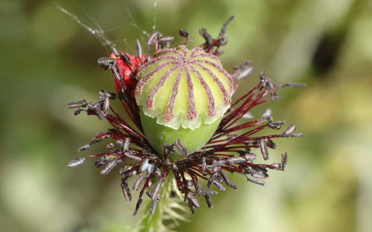combemorelSVT's tweet photo. De la fleur au fruit chez le Grand Coquelicot, Papaver rhoeas, Papavéracées #botanique #svt http://t.co/3Tx82qYUxH