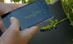 TecnoVino's tweet photo. Una app móvil permite determinar las flores del viñedo y predecir la cosecha - http://t.co/gHdSShb8IV http://t.co/KSaOdog5m2 @Televitis