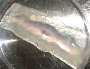 materia_ciencia's tweet photo. El Gregorio Marañón diseña ‘parches’ de células madre para reparar infartos http://t.co/BvPJy2RiX0 http://t.co/pK5g6iVlLQ