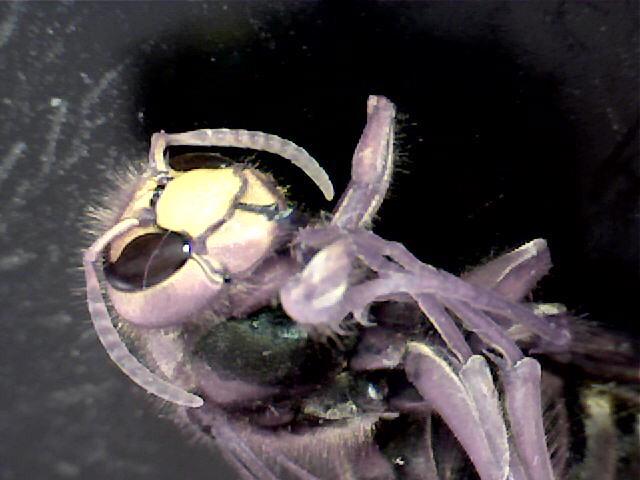 Brunel Microscopes tweet media