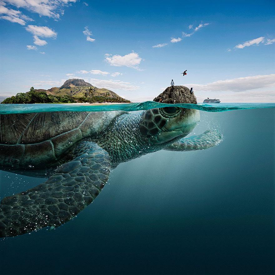 truecreativeltd's tweet photo. Check out these stunning photos! Part submerged creature, part Galapagos Islands.
http://t.co/KPcecHp11g http://t.co/T5yQlH6Z3X