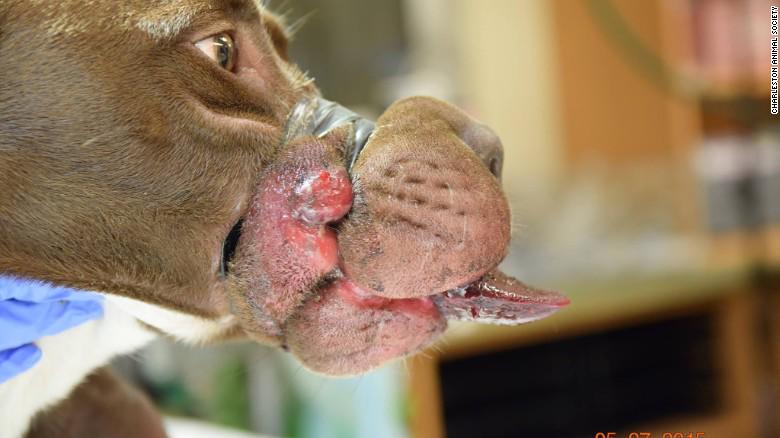 cnnbrk's tweet photo. “Her life is at stake.” Dog found with muzzle taped shut. Reward offered to find culprit. http://t.co/mcepWlUplL http://t.co/BZxL7YaXgX